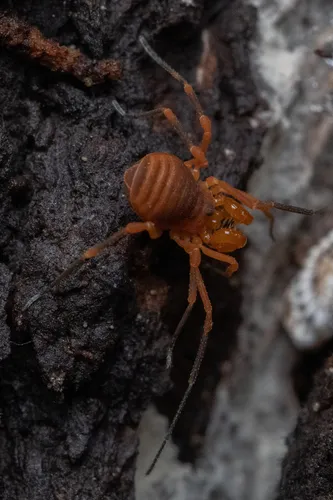 Sclerobunus idahoensis