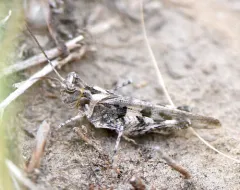 Kiowa Grasshopper thumbnail 3