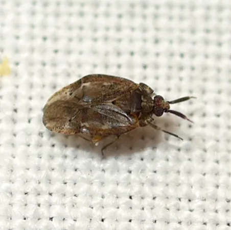 Diphleps unica