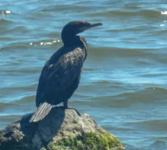 Neotropic Cormorant thumbnail 2