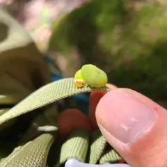 Giant Birch Sawfly thumbnail 2