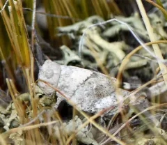 Barren Land Grasshopper thumbnail 2