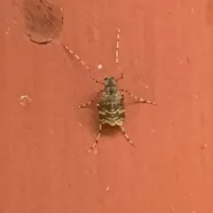 Ablabesmyia annulata thumbnail 2
