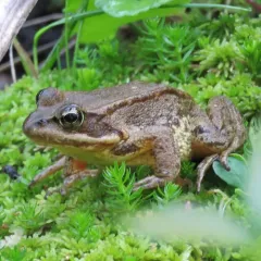 Cascades Frog thumbnail 1