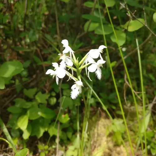 White-fringed Orchid