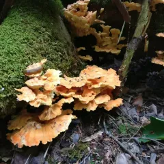 chicken of the woods thumbnail 3