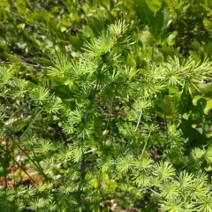 tamarack thumbnail 4