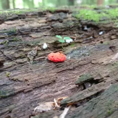 Red Raspberry Slime Mold thumbnail 2