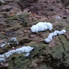 Common Coral Slime thumbnail 3