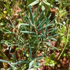 Wild Rosemary thumbnail 2