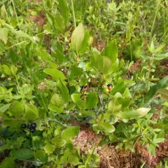 black huckleberry thumbnail 2