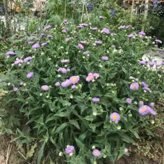 aspen fleabane thumbnail 3
