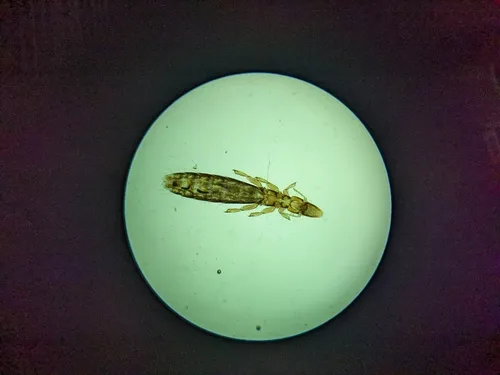 Slender pigeon louse