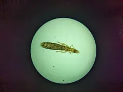 Slender pigeon louse thumbnail 1