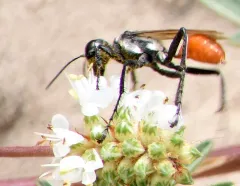 Prionyx thomae thumbnail 2