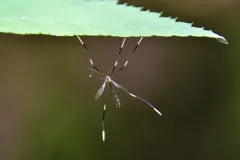 Pygmy Phantom Crane Fly thumbnail 2