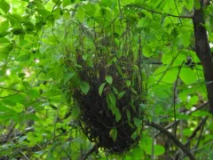 Birch Witch's-broom thumbnail 2