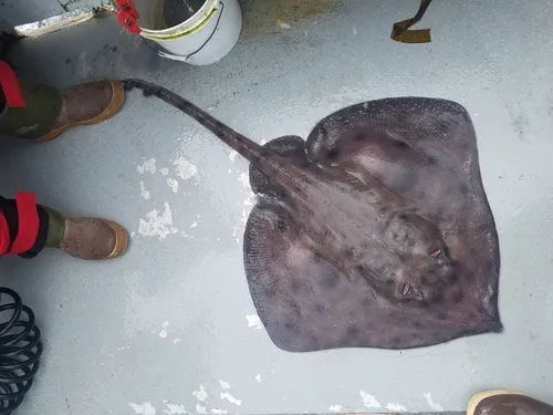 Aleutian Skate