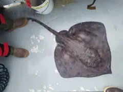 Aleutian Skate thumbnail 1