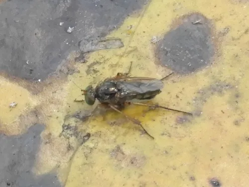 Tachytrechus binodatus