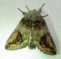 Oblique Heterocampa Moth thumbnail 3