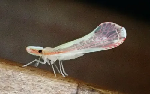 Shellenius ballii