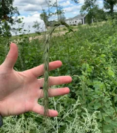 Wiegand's wild rye thumbnail 3