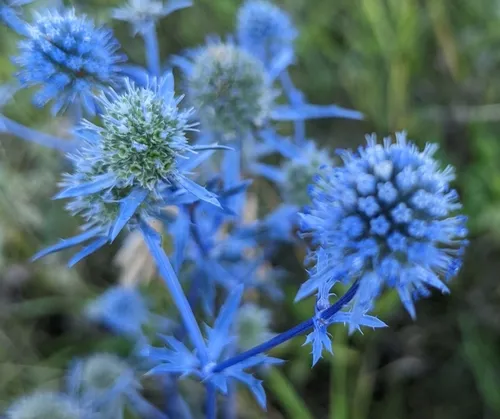 Blue Eryngo