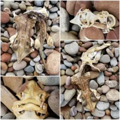 Thorny Skate thumbnail 4