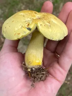 yellow bolete thumbnail 3