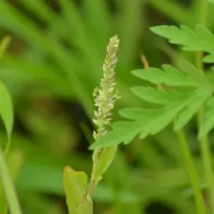 rough-fruit amaranth thumbnail 4