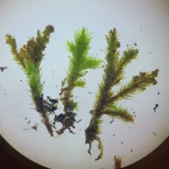 squirrel-tail moss thumbnail 4