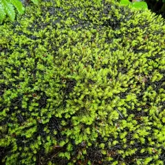 Western Brook-moss thumbnail 3