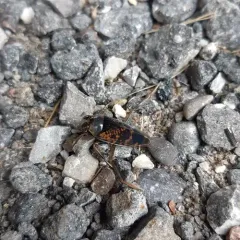 Notonecta irrorata thumbnail 2