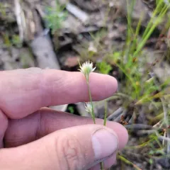 white beak-sedge thumbnail 3