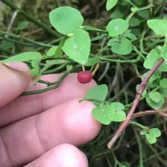 Grouse Whortleberry thumbnail 2