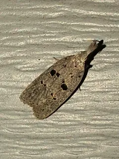 Glenn's Dichomeris Moth thumbnail 4