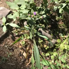 Siberian Aster thumbnail 2