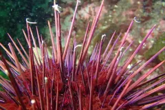 Dulichia rhabdoplastis thumbnail 2