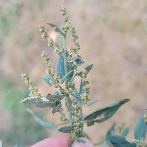 Maritime Saltbush