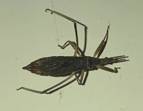Pygolampis pectoralis