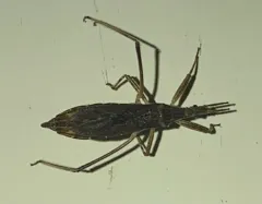 Pygolampis pectoralis thumbnail 1