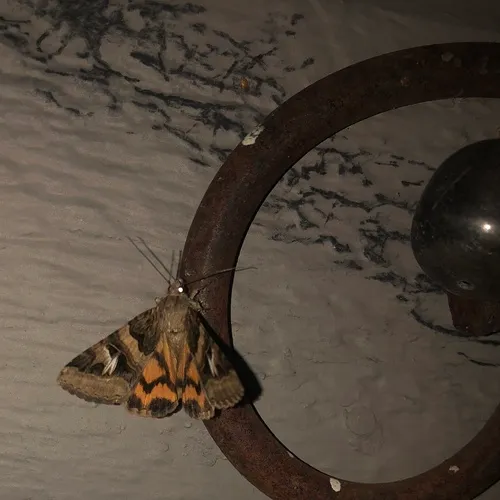 Drasteria divergens