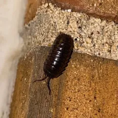 Nosy Pill Woodlouse thumbnail 3