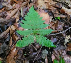 broad beech fern thumbnail 2