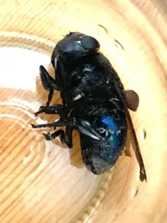Cuterebra tenebrosa thumbnail 4
