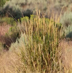 Great Basin Wildrye thumbnail 3