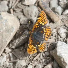 Hoffmann's Checkerspot thumbnail 3