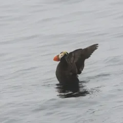 Tufted Puffin thumbnail 4