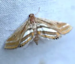 Floating-heart Waterlily Moth thumbnail 2
